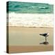 Seagull on Beach-Lisa Hill Saghini-Premier Image Canvas