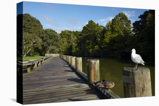 Seagull on Boardwalk by Mahurangi River, Warkworth, Auckland Region, North Island, New Zealand-David Wall-Premier Image Canvas