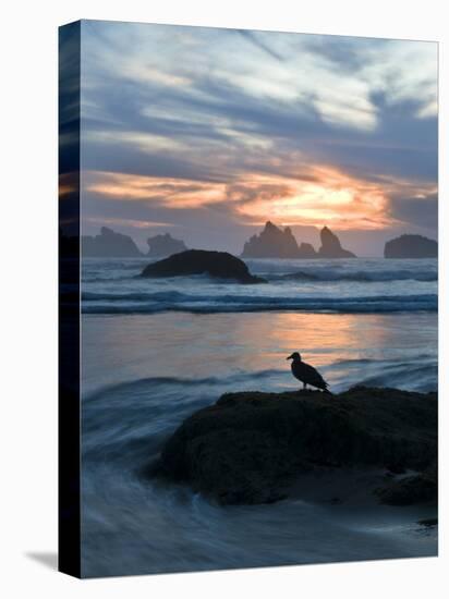 Seagull Silhouette on Coastline, Bandon Beach, Oregon, USA-Nancy Rotenberg-Premier Image Canvas