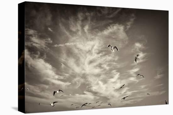 Seagulls in the Air-Tim Kahane-Premier Image Canvas