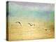 Seagulls in the Sky II-Ynon Mabat-Stretched Canvas