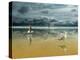 Seagulls on the Beach-Carlos Casamayor-Premier Image Canvas