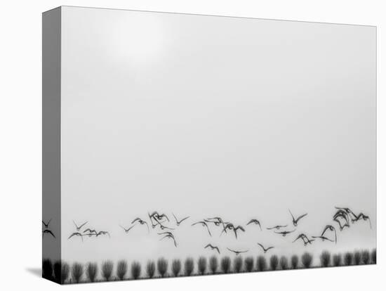 Seagulls over the fields-Yvette Depaepe-Premier Image Canvas