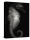 Seahorse-Henry Horenstein-Premier Image Canvas