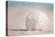 Seal Beach, California - Sand Dollar and Beach-Lantern Press-Stretched Canvas