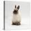 Seal-Point Netherland Dwarf Male Rabbit-Jane Burton-Premier Image Canvas