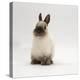 Seal-Point Netherland Dwarf Male Rabbit-Jane Burton-Premier Image Canvas