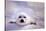 Seal Pup-null-Stretched Canvas