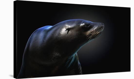 Seal-Pedro Jarque-Stretched Canvas