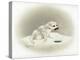 Seal-Peggy Harris-Premier Image Canvas