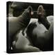 Seals Compete for Dock Space on Pier 39-null-Premier Image Canvas