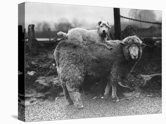Sealyham Riding a Sheep-null-Premier Image Canvas