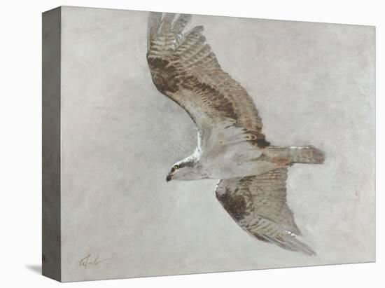 Searching Osprey-Todd Telander-Stretched Canvas