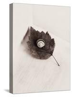 Seashell and Leaf-Graeme Harris-Premier Image Canvas