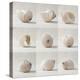 Seashell Chorus-Assaf Frank-Stretched Canvas