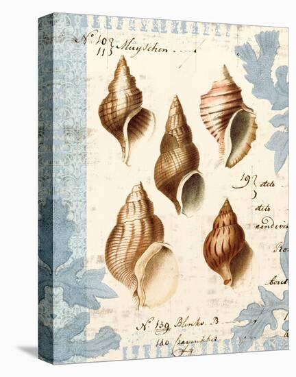 Seashell Collection II-Sabine Berg-Stretched Canvas