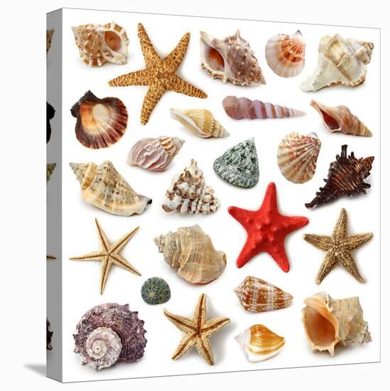 Seashell Collection Isolated on White Background-egal-Premier Image Canvas