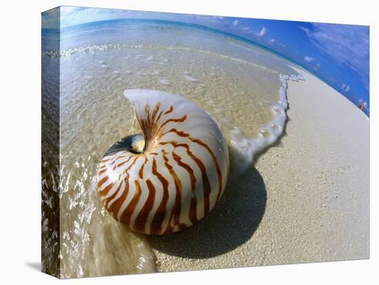 Seashell Resting on Shore-Leslie Richard Jacobs-Premier Image Canvas