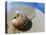 Seashell Resting on Shore-Leslie Richard Jacobs-Premier Image Canvas