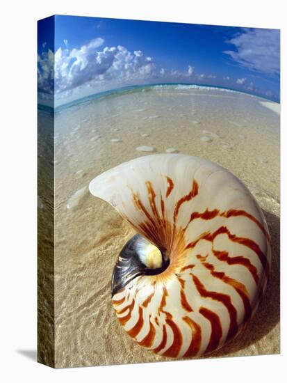 Seashell Sitting in Shallow Water-Leslie Richard Jacobs-Premier Image Canvas