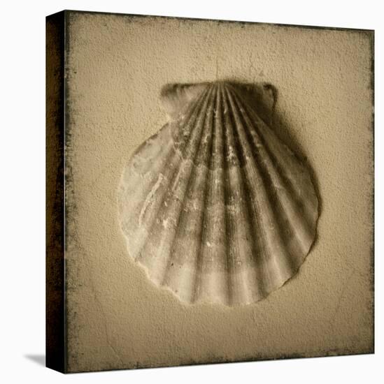 Seashell Study I-Heather Jacks-Stretched Canvas