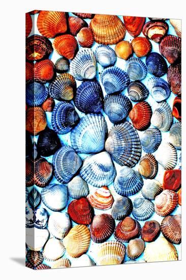 Seashells from the North Sea in Different Colors-Alaya Gadeh-Premier Image Canvas