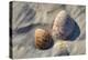 Seashells, Honeymoon Island State Park, Dunedin, Florida, USA-Jim Engelbrecht-Premier Image Canvas