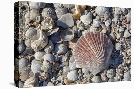 Seashells, Honeymoon Island State Park, Dunedin, Florida, USA-Jim Engelbrecht-Premier Image Canvas