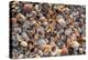 Seashells on Sanibel Island, Florida, USA-Chuck Haney-Premier Image Canvas