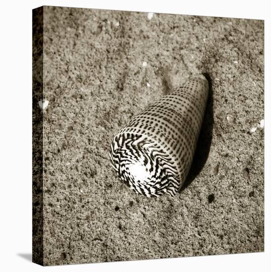 Seashells VI-Alan Hausenflock-Premier Image Canvas