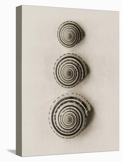 Seashells-Graeme Harris-Premier Image Canvas