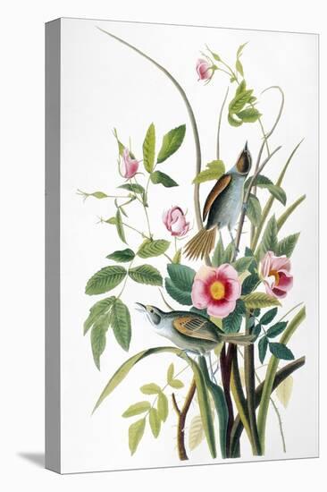 Seaside Sparrow, 1858-John James Audubon-Premier Image Canvas