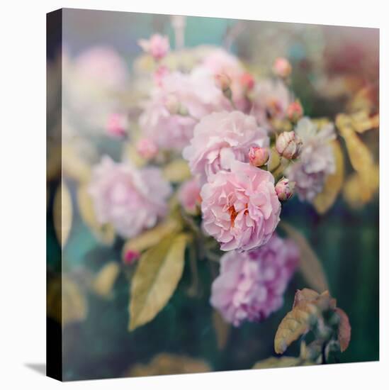 Season of Blossoms-Sarah Gardner-Premier Image Canvas