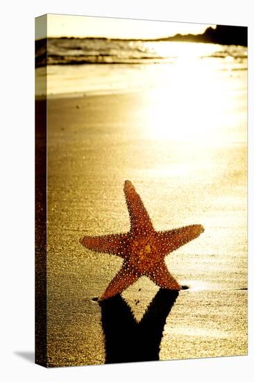 Seastar on the Shore of a Beach at Sunset-nito-Premier Image Canvas
