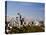 Seattle Cityscape, Seattle, Washington-Monte Nagler-Premier Image Canvas