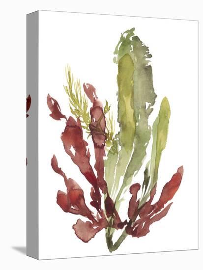 Seaweed Garden II-Jennifer Goldberger-Stretched Canvas