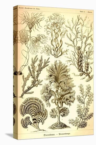 Seaweed-Ernst Haeckel-Stretched Canvas