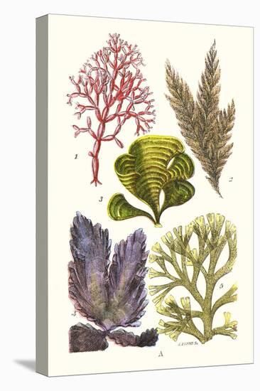 Seaweeds - Peacock's Tail-James Sowerby-Stretched Canvas