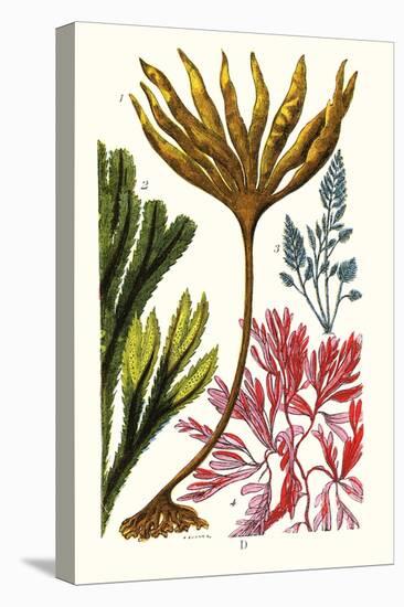 Seaweeds-James Sowerby-Stretched Canvas
