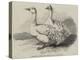 Sebastopol Geese at the Crystal Palace Poultry Show-Harrison William Weir-Premier Image Canvas