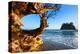 Second Beach at Olympic National Park, Washington, USA-null-Stretched Canvas