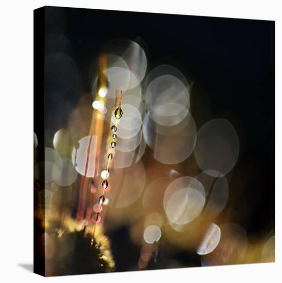 Secret Garden-Ursula Abresch-Premier Image Canvas