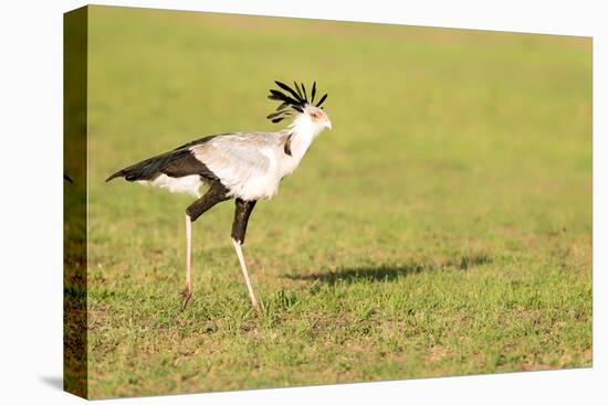 Secretary bird, Masai Mara, Kenya, East Africa, Africa-Karen Deakin-Premier Image Canvas