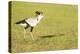 Secretary bird, Masai Mara, Kenya, East Africa, Africa-Karen Deakin-Premier Image Canvas