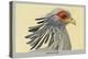 Secretary Bird-Louis Agassiz Fuertes-Stretched Canvas