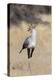 Secretarybird (Sagittarius serpentarius), Kgalagadi Transfrontier Park, South Africa, Africa-Ann and Steve Toon-Premier Image Canvas