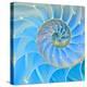Section Of Nautilus Shell-null-Stretched Canvas