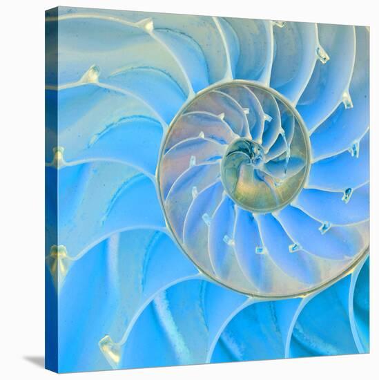 Section Of Nautilus Shell-null-Stretched Canvas