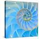 Section Of Nautilus Shell-null-Stretched Canvas