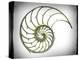 Sectioned Shell of a Nautilus, Artwork-PASIEKA-Premier Image Canvas